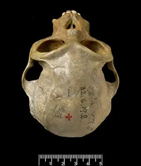 Lutung: Trachypithecus delacouri, delacour's langur