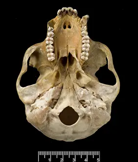 Lutung: Trachypithecus delacouri, delacour's langur