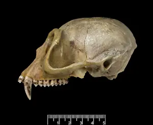Lutung: Trachypithecus delacouri, delacour's langur
