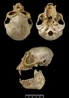 Lutung: Trachypithecus delacouri, delacour's langur