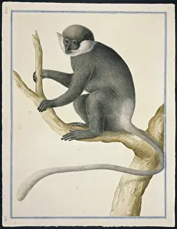 1722 C: Trachypithecus vetulus, purple-faced leaf monkey