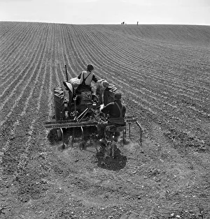 Furrows: Tractor Ploughing Field