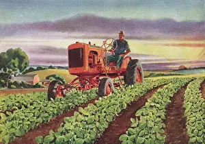 Husbandry: Tractor in Soybean Field