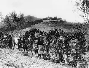 Chianti: Trade and Industry