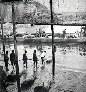 Tuna: Trade and Industry