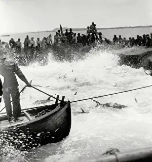Tuna: Trade and Industry