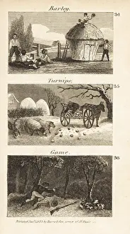 Plucking: Trades in Norfolk, Regency England. Barley, turnips and game