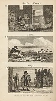 Plucking: Trades in Regency England: basket making, geese plucking