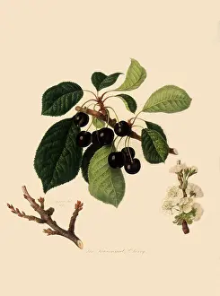 Linnaeus: Tradescant Cherries