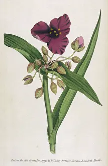 Spiderwort: Tradescantia Virginica