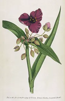 Virginian: Tradescantia Virginica