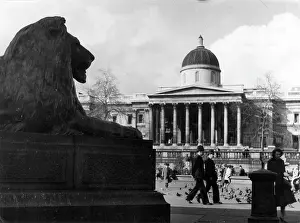 Landseers: TRAFALGAR SQUARE 1950S