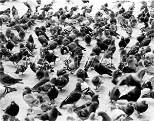 Dispersed: TRAFALGAR SQUARE PIGEONS
