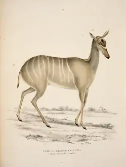 Kudu: Tragelaphus strepsiceros, greater kudu