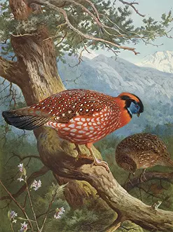 Mimosa: Tragopan temmincki, Temminck's tragopan
