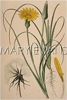 Salsify: TRAGOPOGON PRATENSIS