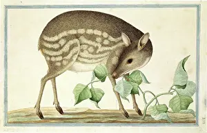 Gideon: Tragulus javanicus, lesser mouse-deer