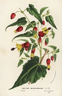 Abutilon: Trailing abutilon, Abutilon megapotamicum