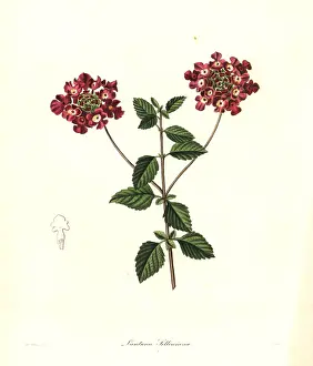 Nevitt: Trailing lantana, Lantana montevidensis