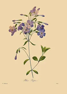Trailing: Trailing PhloX
