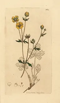 Potentilla: Trailing tormentil, Potentilla reptans
