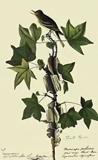 Flycatcher: Traill's Flycatcher, Empidonax traillii
