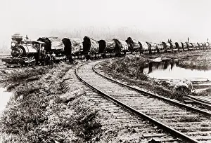 Redwood: Train of huge redwood logs of the Excelsior ?