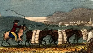 Weavers: A train of pack horses carrying bolts (lengths)