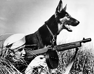 Tommygun: A trained german shepherd sitting watch ?