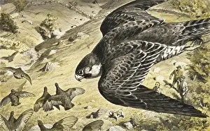 Grouse: Trained Peregrine Falcon hunting