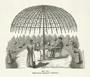C1850: TRAINED TREE C1850