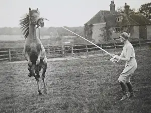 Filly: Training of a horse