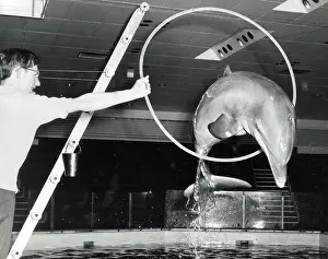 Dolphin: Training a performing dolphin
