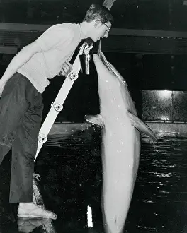 Dolphin: Training a performing dolphin