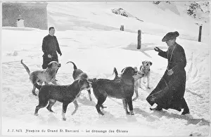 Bernards: Training St Bernard dogs