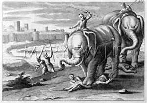 Trampled: TRAMPLED BY ELEPHANTS