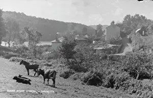 Cows: Tranquil Countryside of Stoke Gabriel