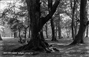 Roots: Tranquil Forest Scene