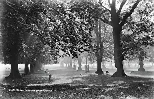 Filtering: Tranquil Morning in Bushy Park