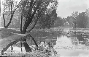 Ducks: Tranquil Scene at Abbey Park