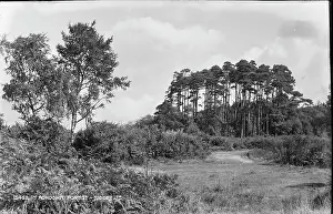 Pines: Tranquil Scene in Ashdown Forest