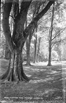 Cowdray: Tranquil Scene in Cowdray Park