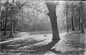 Cowdray: Tranquil Scene in Cowdray Park