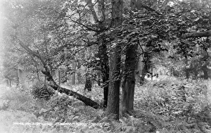 Southwold: Tranquil Scene in Henham Woods
