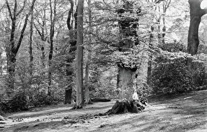 Kenwood: Tranquil Scene in Ken Wood
