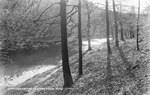 Grassington: Tranquil Scene in Lower Grass Wood