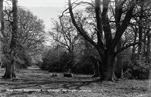 Logs: Tranquil Scene in the New Forest