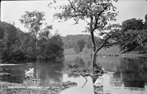 Swans: Tranquil Scene at Swanbourne Lake