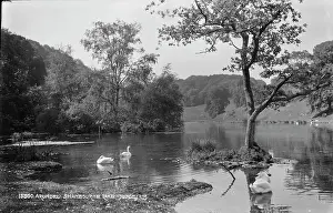 Swans: Tranquil Scene at Swanbourne Lake