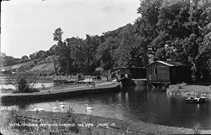 Swans: Tranquil Scene at Trenance Gardens